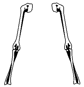 Bone Images