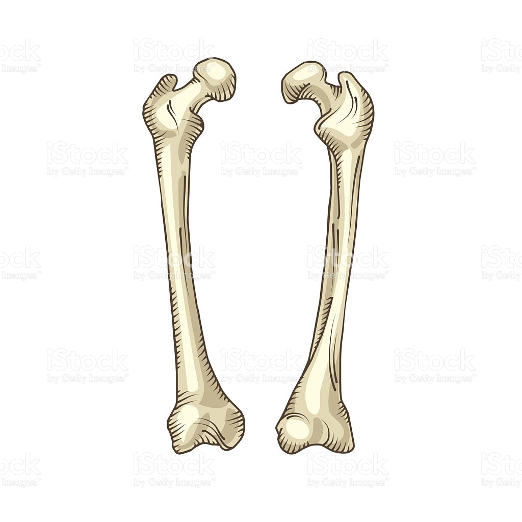 1024x1024 Bones Clipart Realistic