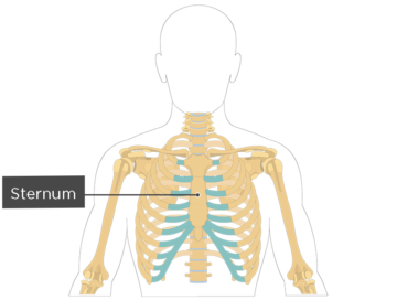 360x272 Skeletal System Quizzes Getbodysmart