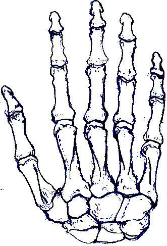 331x487 Bones Clipart Skeleton Hand