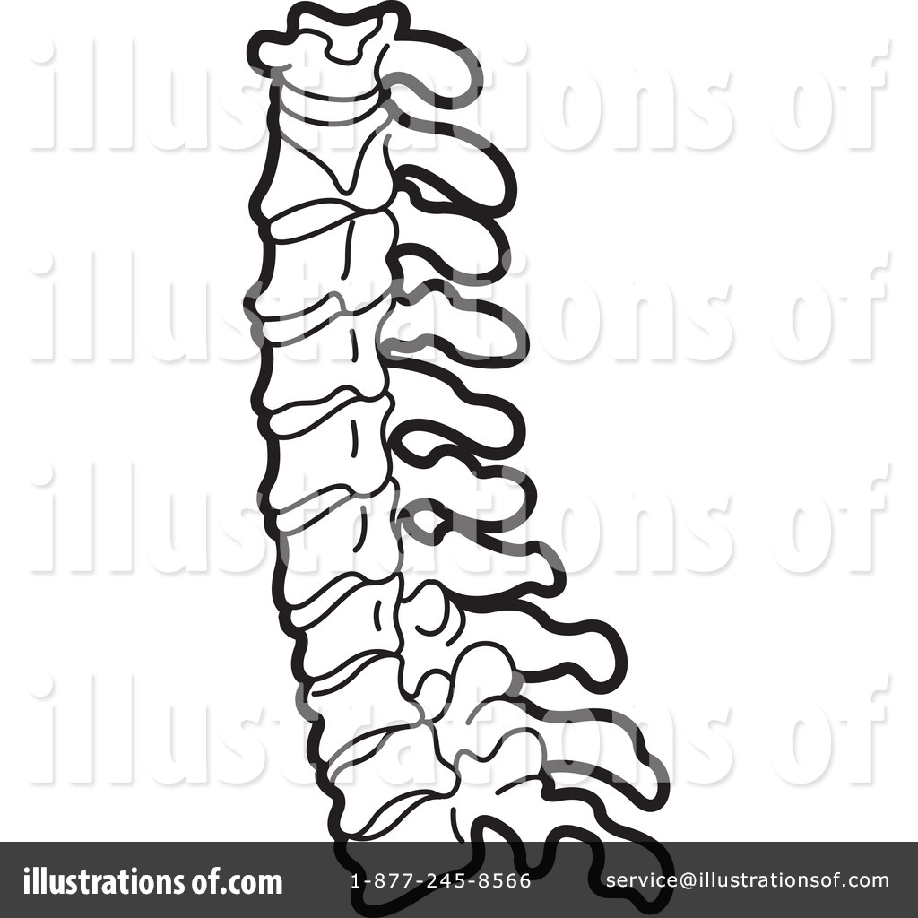1024x1024 Spine Clipart
