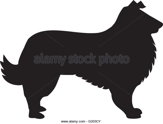 640x488 Border Collie Stock Vector Images