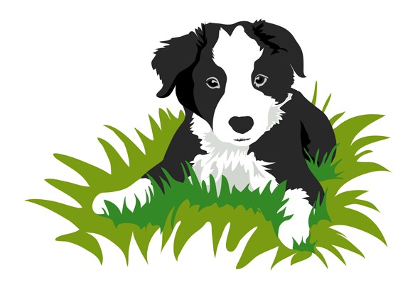 591x405 Graphics For Border Collie Graphics