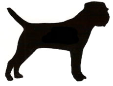 231x175 Border Collie