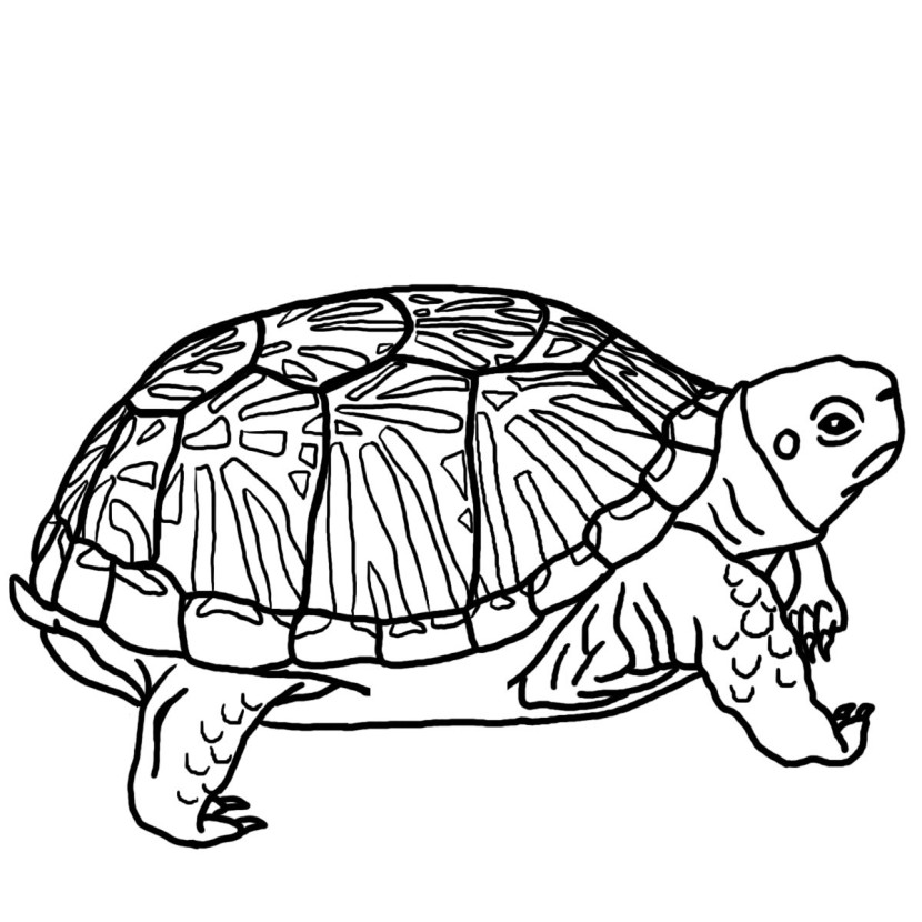 830x830 Top 77 Turtles Clip Art