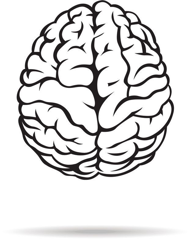 625x783 Brain Clipart Black And White