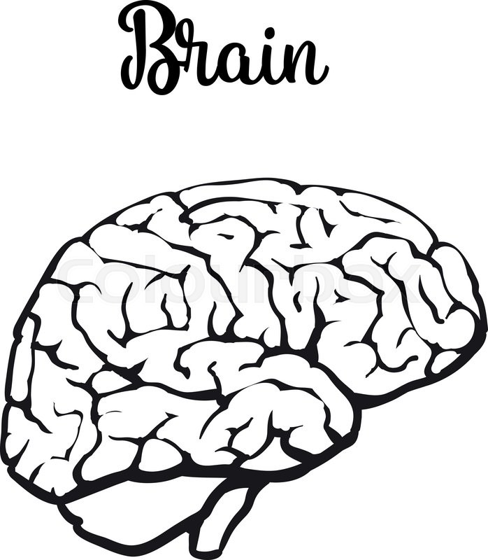 698x800 Human Brain, Vector Illustration Sketch Of Brain Isolated On