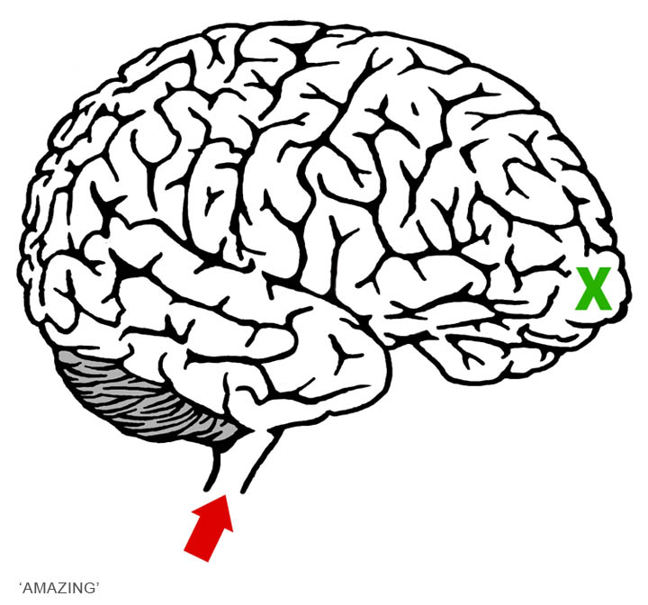 720x672 Brain Clipart Easy