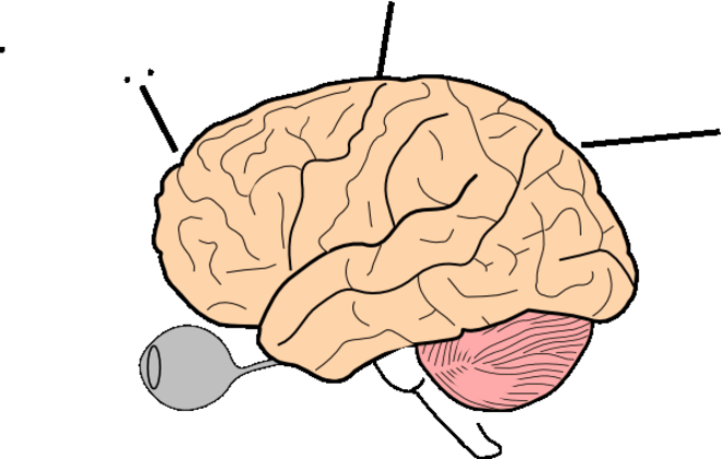 660x420 Brain Clip Art
