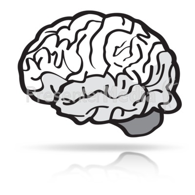 400x400 Brains Clipart Sketch