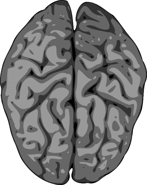 480x601 Grey Brain Clip Art
