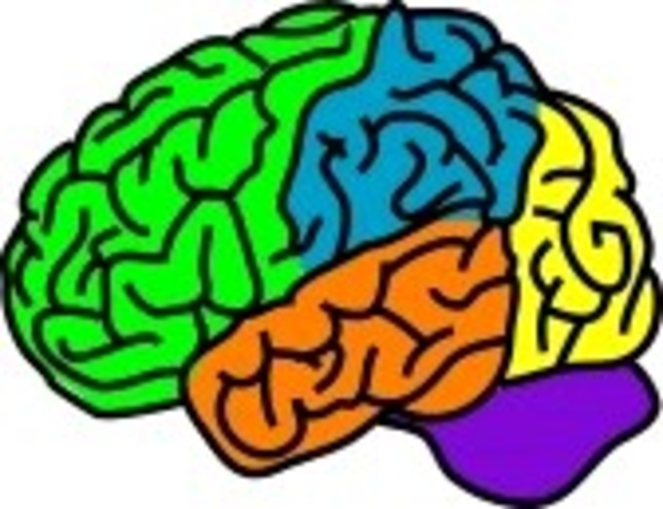 600x461 Vector Illustration For A Anatomy Brain In Separate Color Free