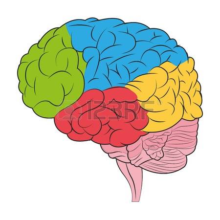 450x450 Colouful Clipart Brain