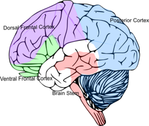 298x252 Cortex Brain Clip Art