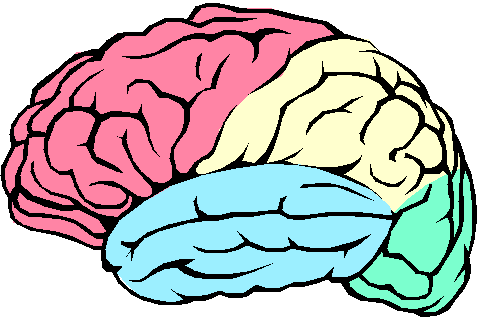 480x320 Colors Clipart Brain