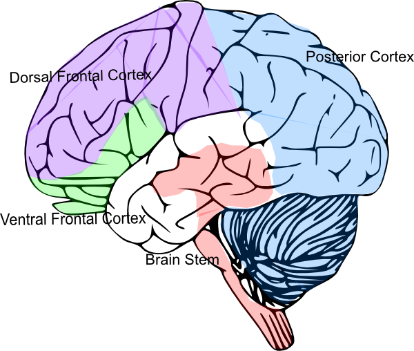 600x508 Cortex Brain Clip Art