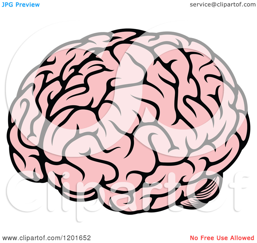 1080x1024 Brain Clipart Transparent