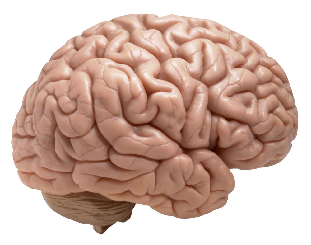 1000x787 Free Brain Clipart Image