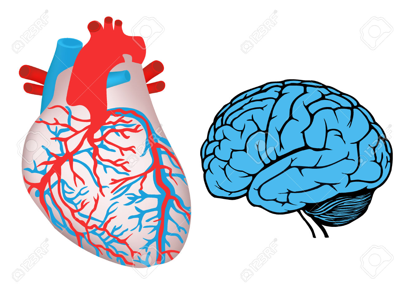 1300x919 Heart And Brain Clipart