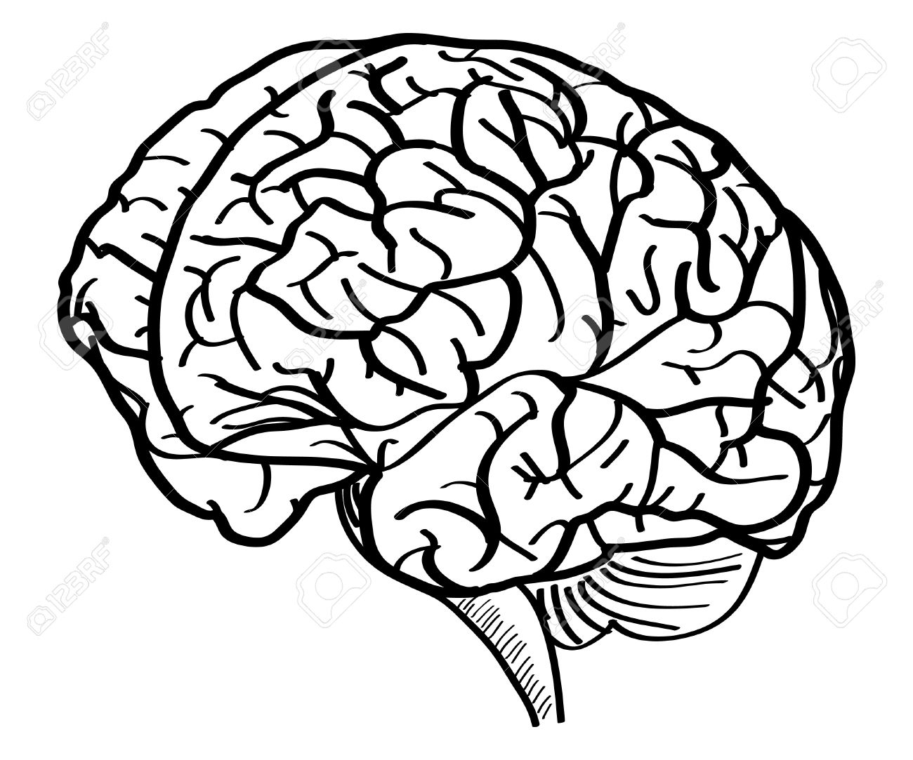 1300x1083 Human Brain Vector Outline Sketched Up, Vector Illustration