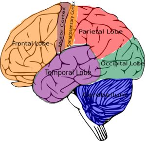 298x291 103 Best Brain Based Learning Whole Brain Teaching Images