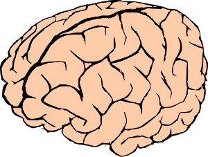 300x227 Brain Png Clip Arts For Web