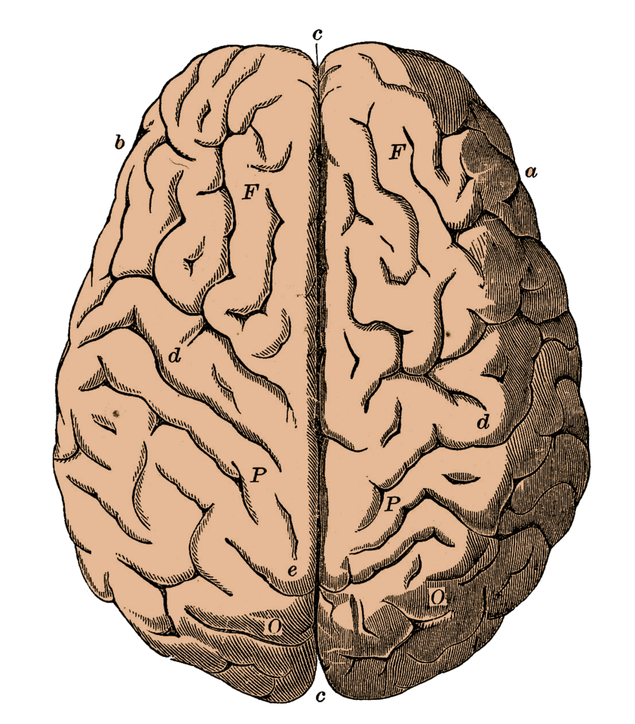 900x1025 Brain By Bsp2232