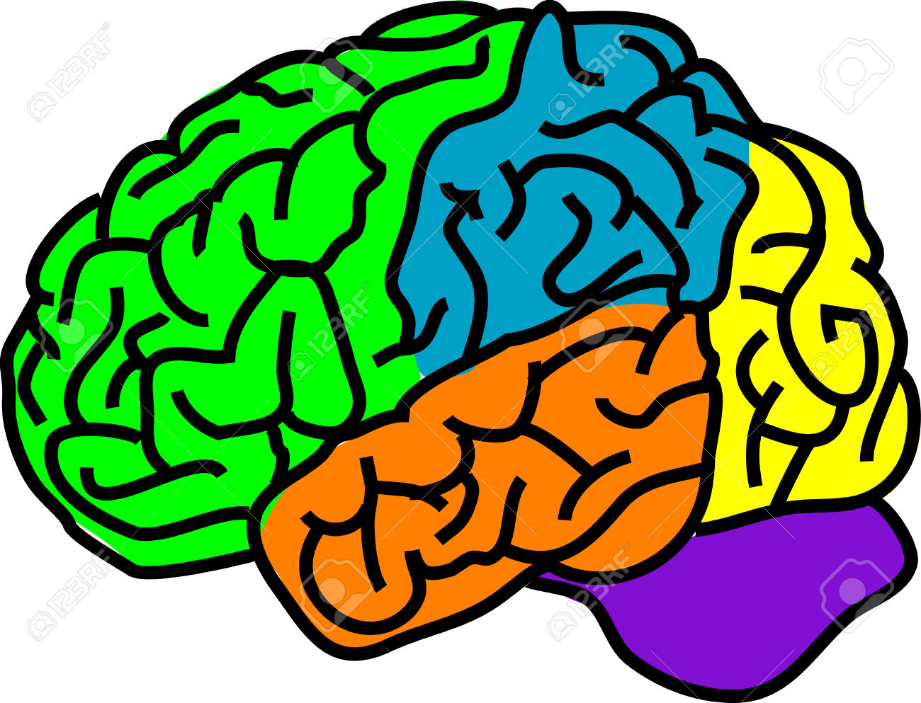1300x993 Color Brain Clipart