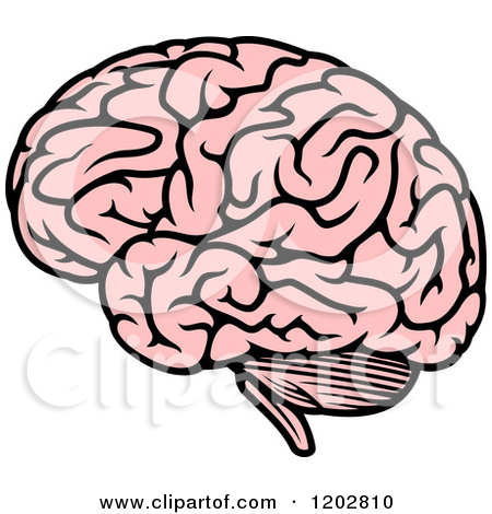 450x470 Pink Brain Clip Art Cliparts