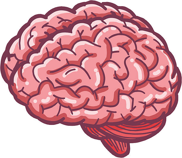 612x534 Pink Brain Clipart