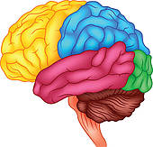 170x163 Brain Clipart 8 Id 15927 Clipart Pictures