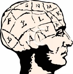 298x300 Of The Human Brain Clipart Image