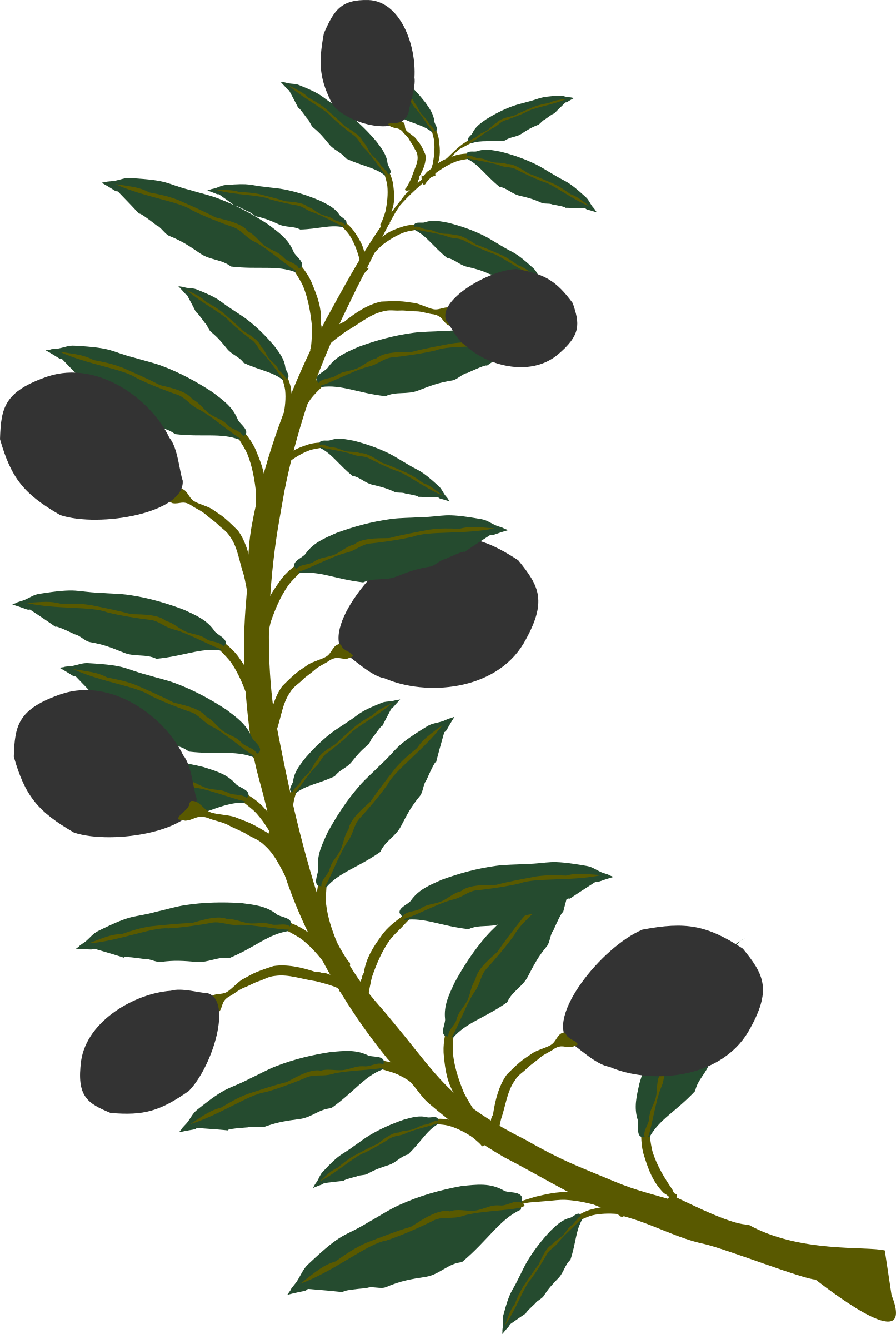 1613x2400 Branch Clipart Black Olive