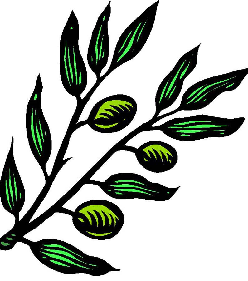 795x900 Olive Branch Clip Art
