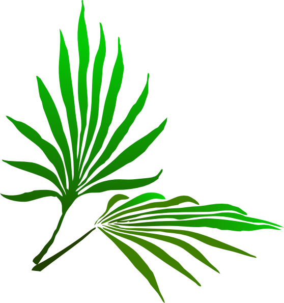 558x595 Palm Sunday Branch Clip Art