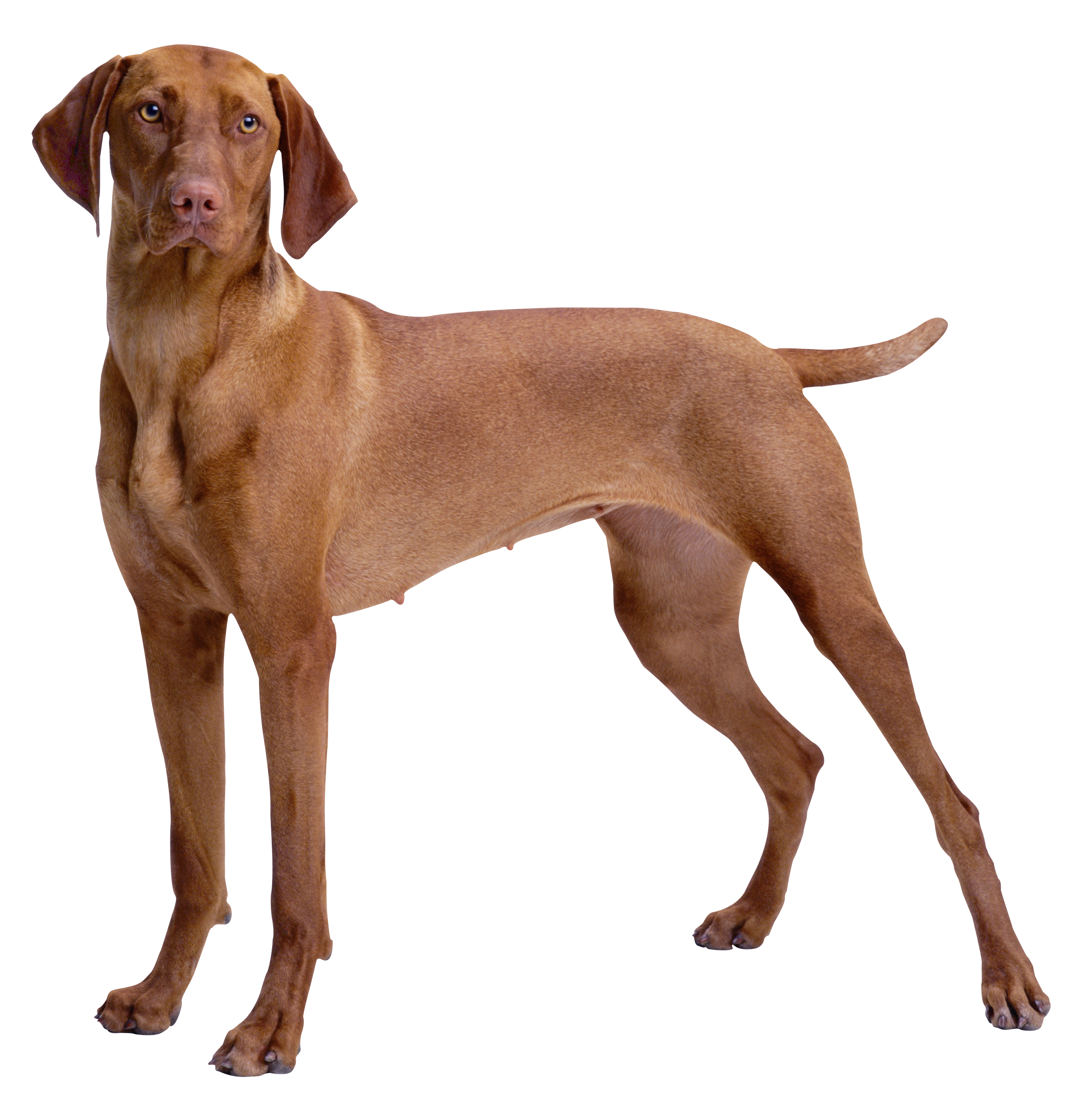 2653x2721 Brown Dog Png Clipart