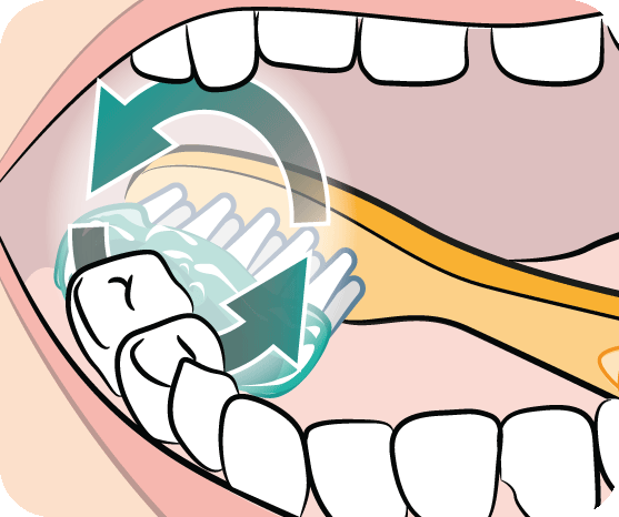 557x466 Chewing Brushing Teeth Clipart, Explore Pictures