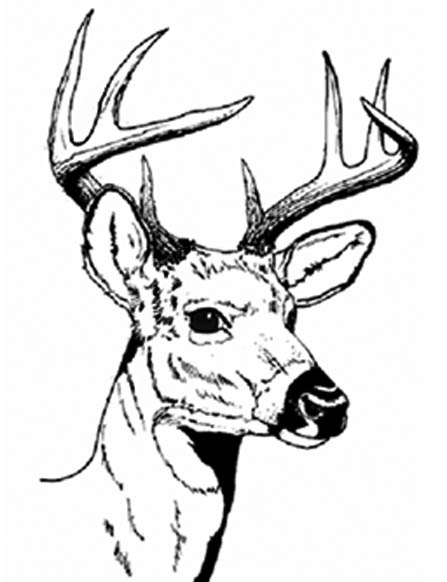 447x582 Buck Clipart White Tailed Deer