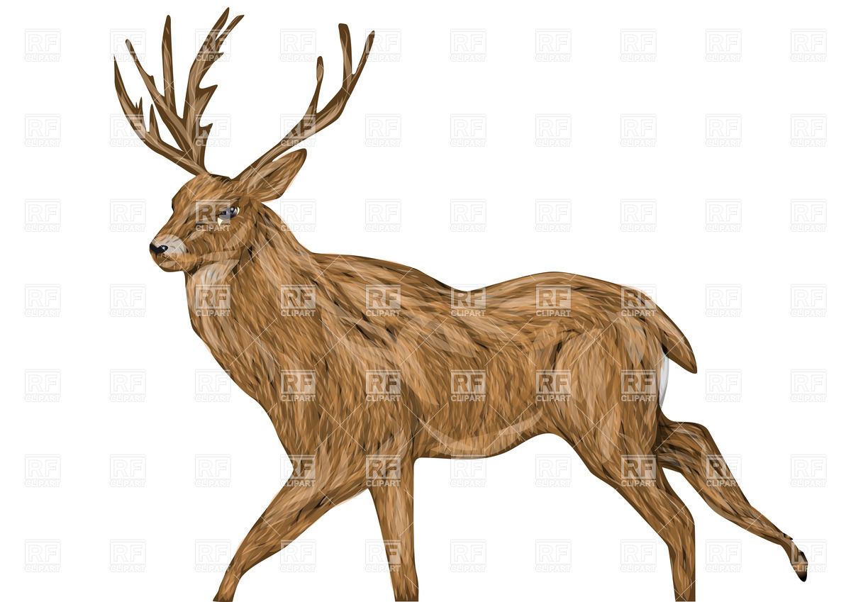 1200x849 Whitetail Buck Isolated On A White Background Royalty Free Vector