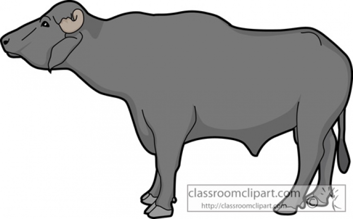 720x447 Classroom Buffalo Clipart Buffalomale Clipart Inside Buffalo