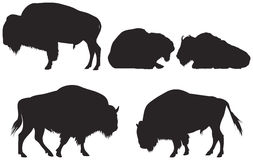 253x160 Free Bison Clip Art