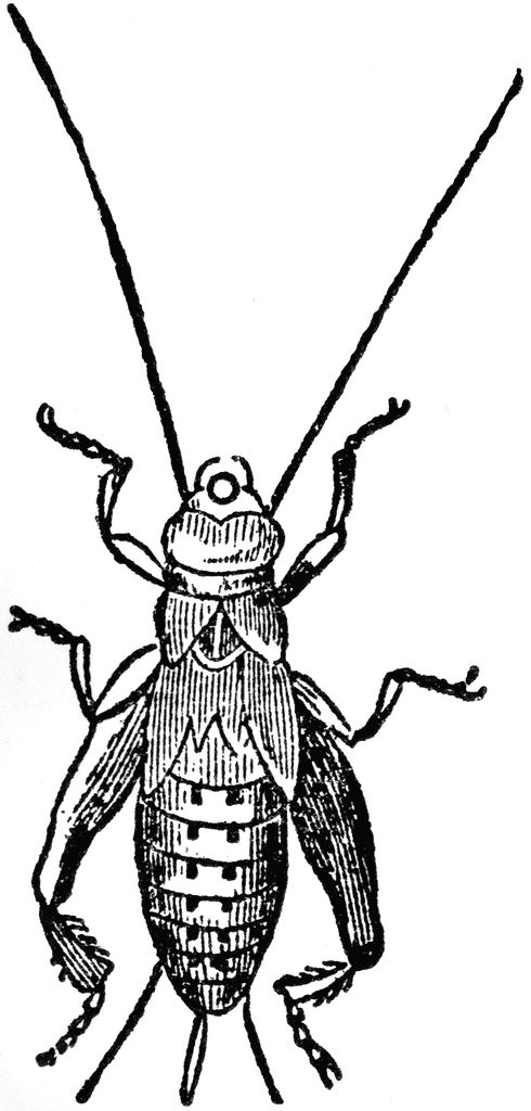 490x1024 Bug Clipart Cricket