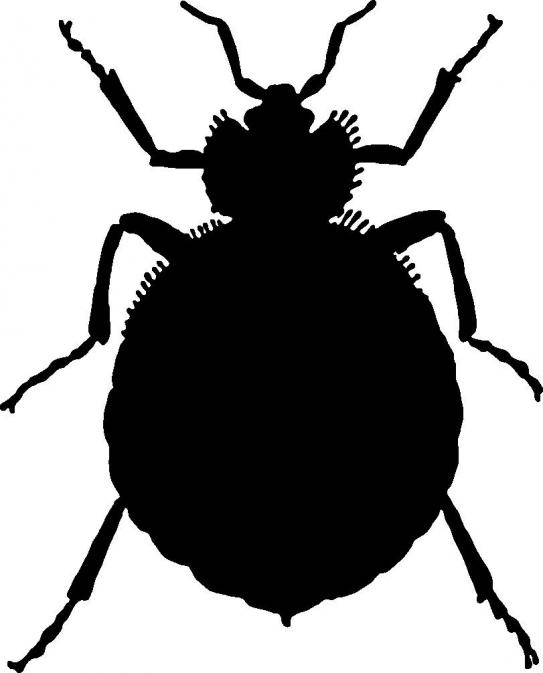 543x673 Bugs Clipart Bed Bug