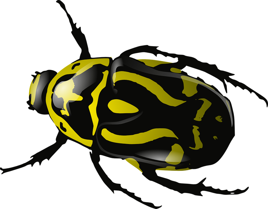 924x720 Free Photo Yellow Black Wildlife Wasp Insect Bug Beetle