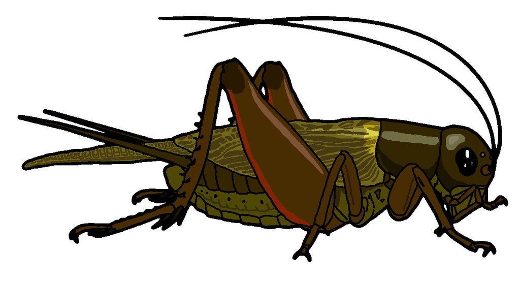 1024x553 Bug Clipart Cricket