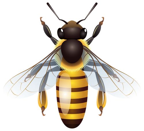 500x457 234 Best Bugs And Butterfies Clip Art Images