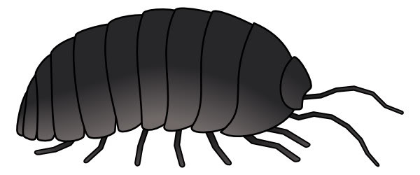 600x250 Pill Bugs Clip Art Clipart