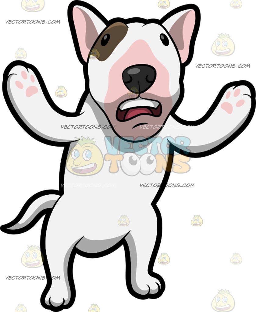 840x1024 A Confused Bull Terrier A Small Cute Dog With White Fur Brown