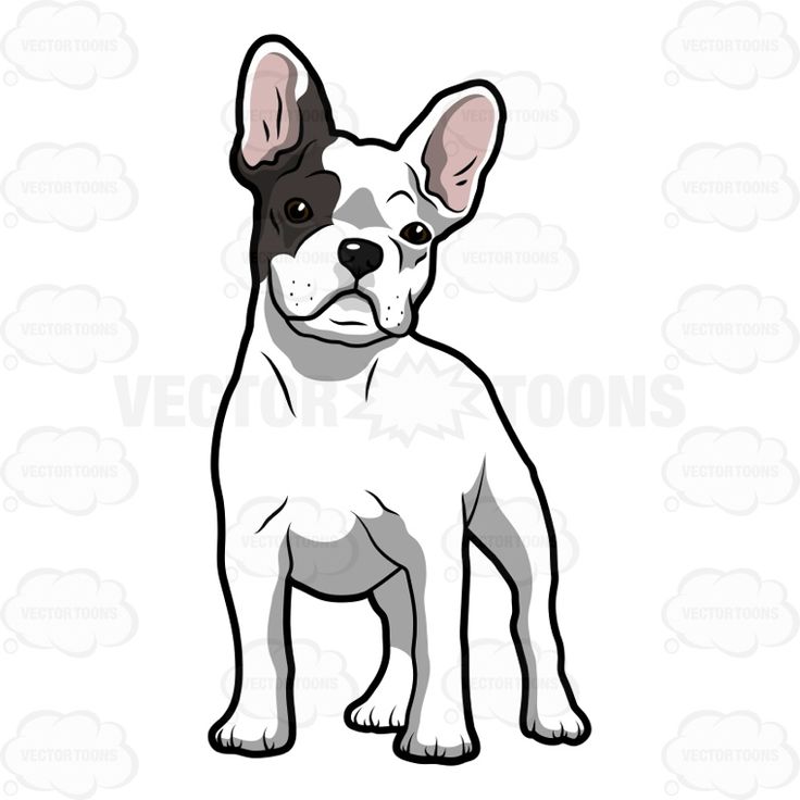 736x736 Spectacular Design French Bulldog Clipart The 25 Best Ideas