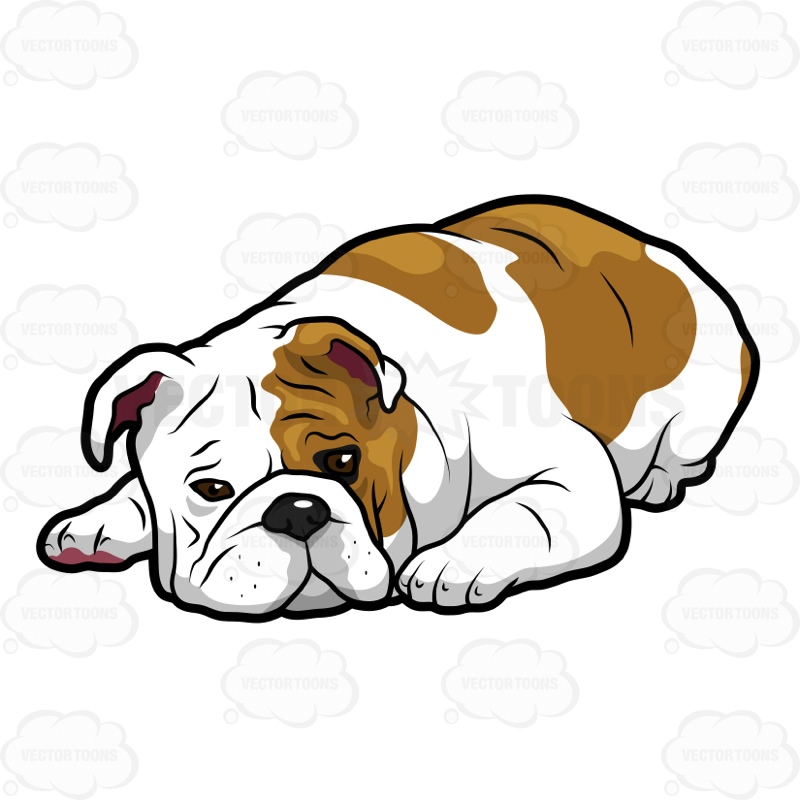 800x800 English Bulldog Lying Down With Its Head On The Floor Cartoon